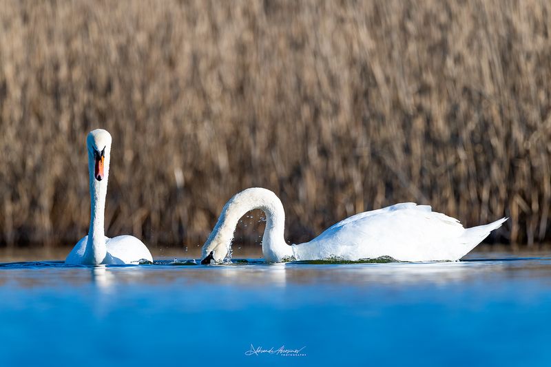 Танец любви.photo preview