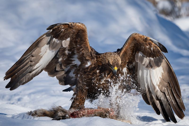 Беркут, хищник, птицы, голод, зима Приземлениеphoto preview