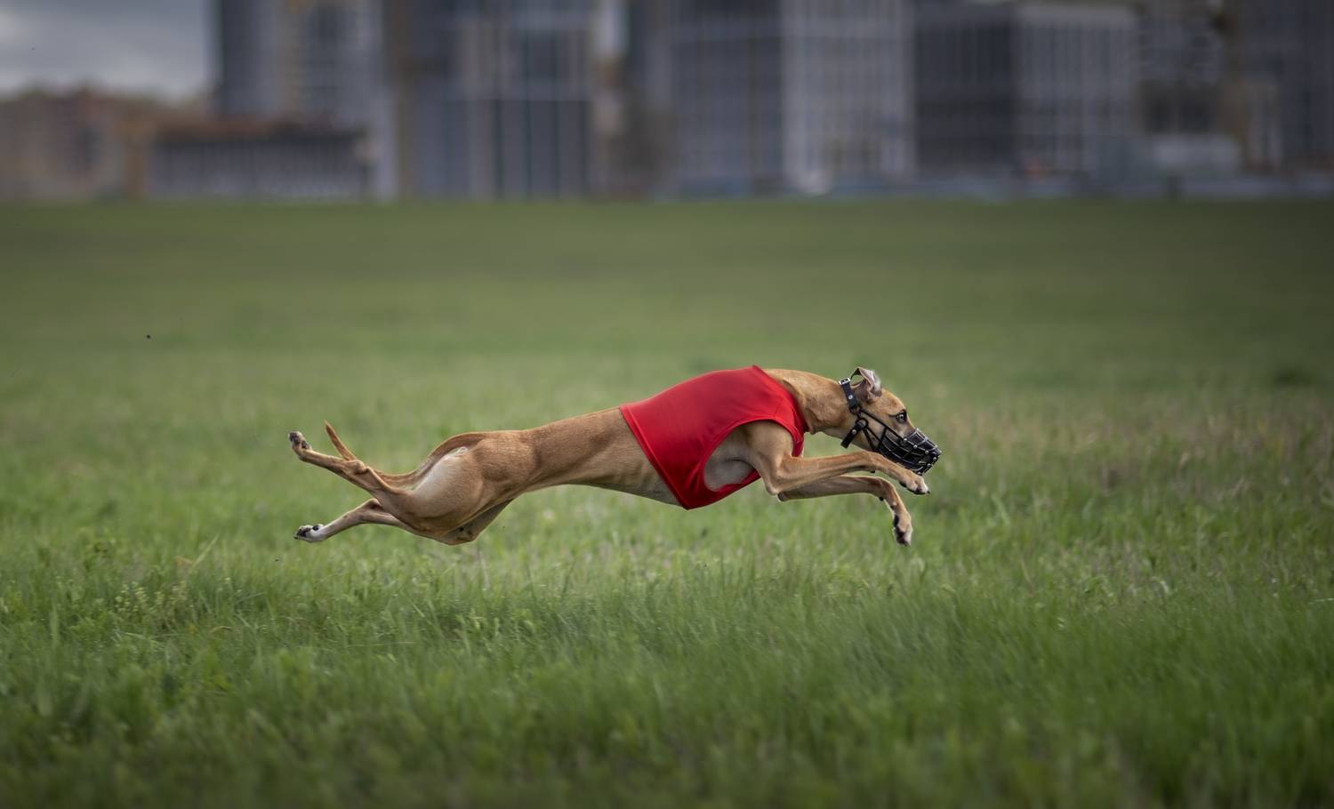 , Яна Кудлай