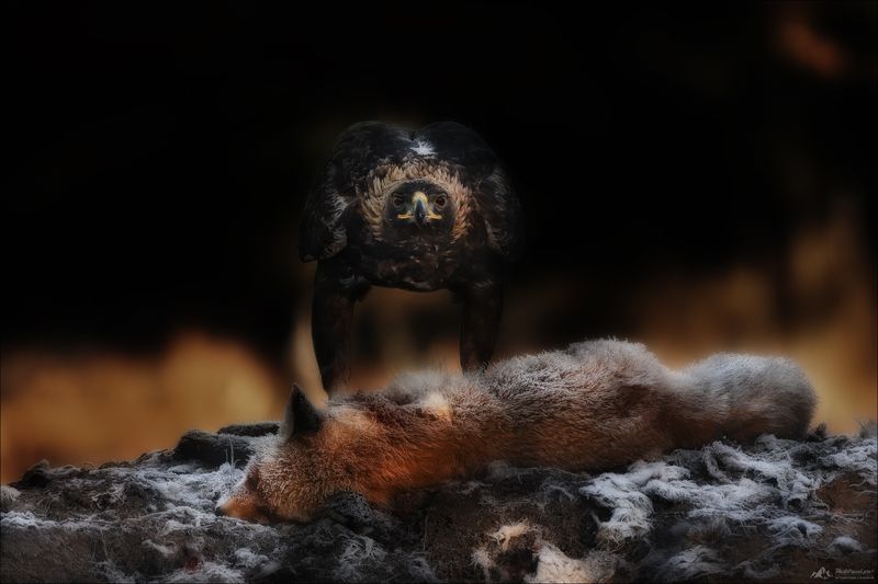 беркут, golden eagle, заказник красный бор, фототур в красный бор, phototravel.pro, фототуры 2025, фототуры 2026 Dr.Evilphoto preview