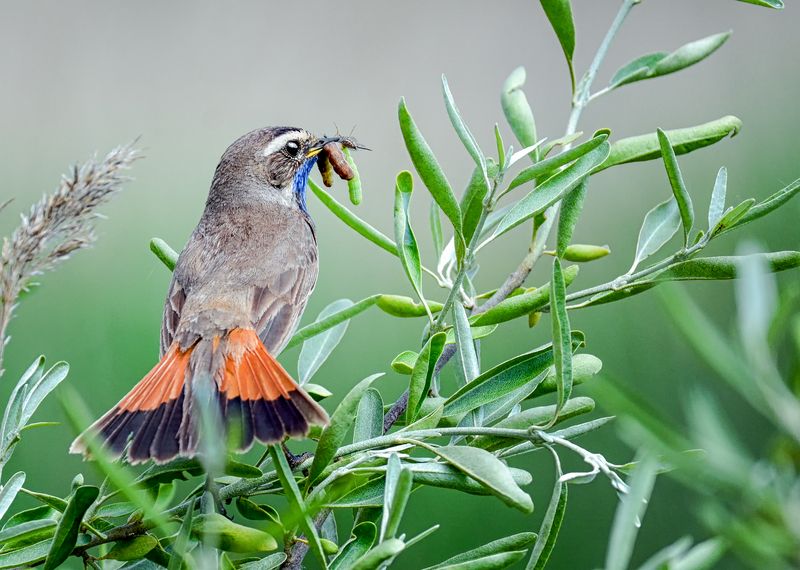 птица, варакушка, добыча, Варакушка (3 ФОТО)photo preview