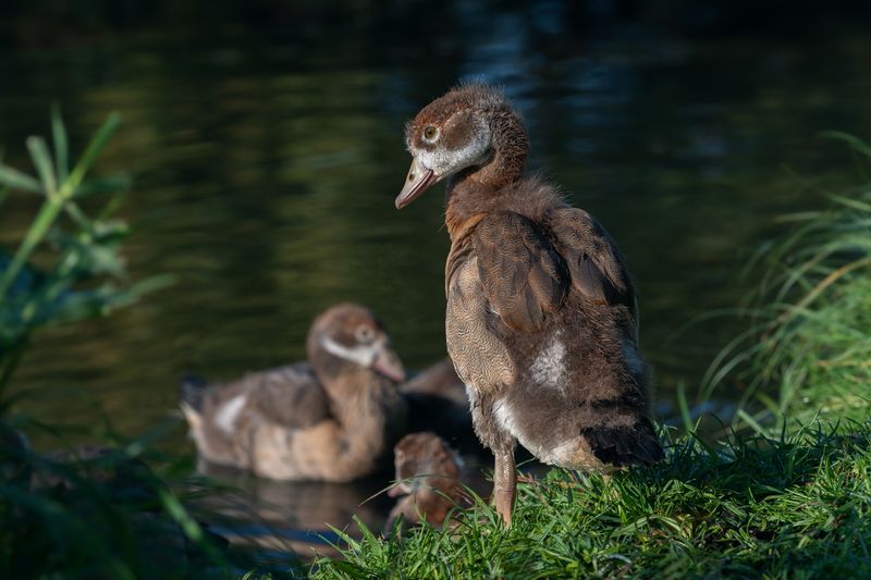 нильский гусь, египетский гусь, гусёнок, alopochen aegyptiaca, egyptian goose, gosling Детство Гуся Нильского.photo preview