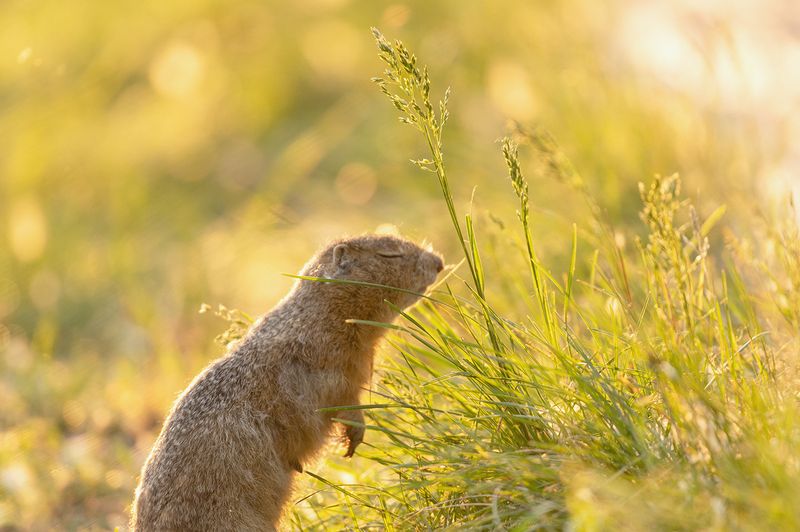 суслик, татышев-парк, красноярск В гармонии с собойphoto preview