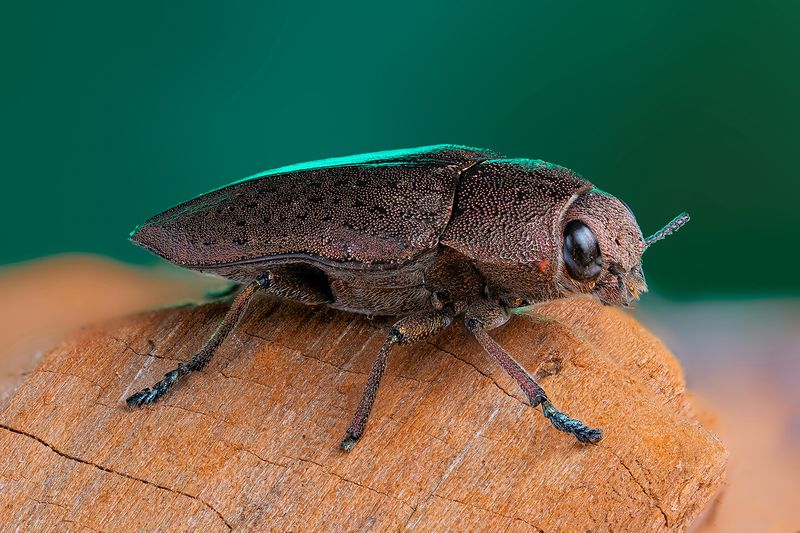 Златка (лат. Buprestidae)photo preview