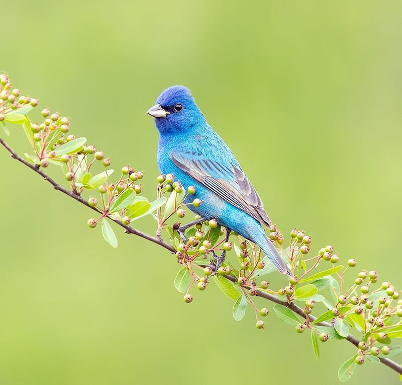 индиговый овсянковый кардинал, indigo bunting, кардинал, весна Indigo bunting -Индиговый овсянковый кардиналphoto preview