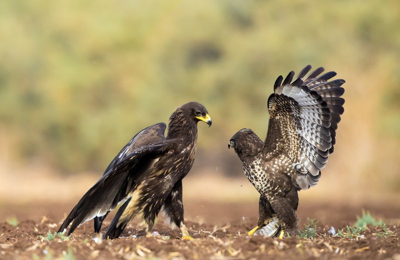 Разговорphoto preview