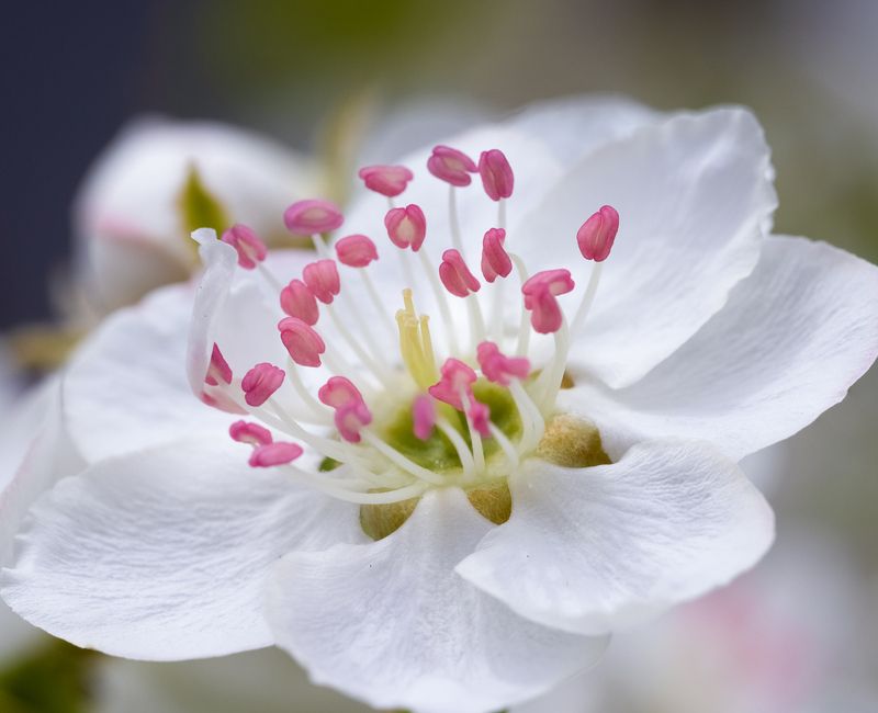 #груша #цветение #цветы #макро #природа #фауна Грушаphoto preview