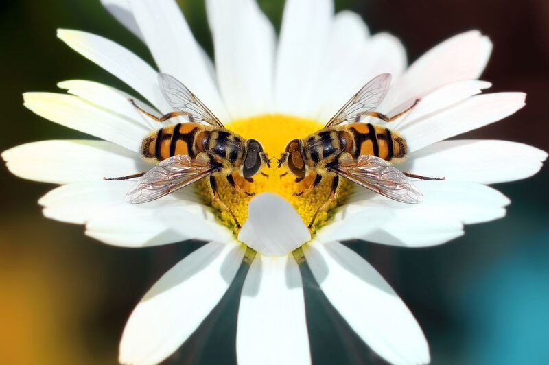 creative, креатив, креатив, манипуляция, цветок, насекомые, настроение, цифровое, искусство, digital, art, flower, insects, mood Цвет настроения...photo preview