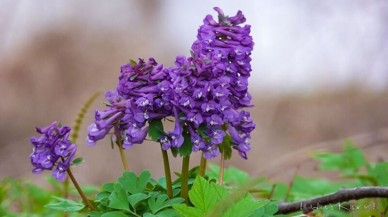 весна, времена года, первоцветы, природа, первоцветы, подснежники, мускари, хохлатка, печеночница, верба, галантус, примула, цветы под снегом, мать-и-мачеха, гиацинт, весенние первоцветы фото превью