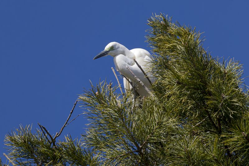 белая цапля, цапля, птицы, цапельник Белая цапляphoto preview