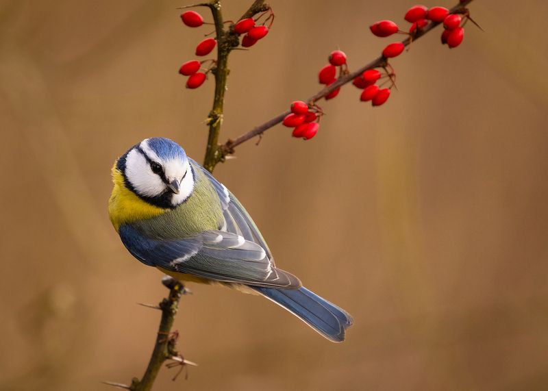 Titmousephoto preview