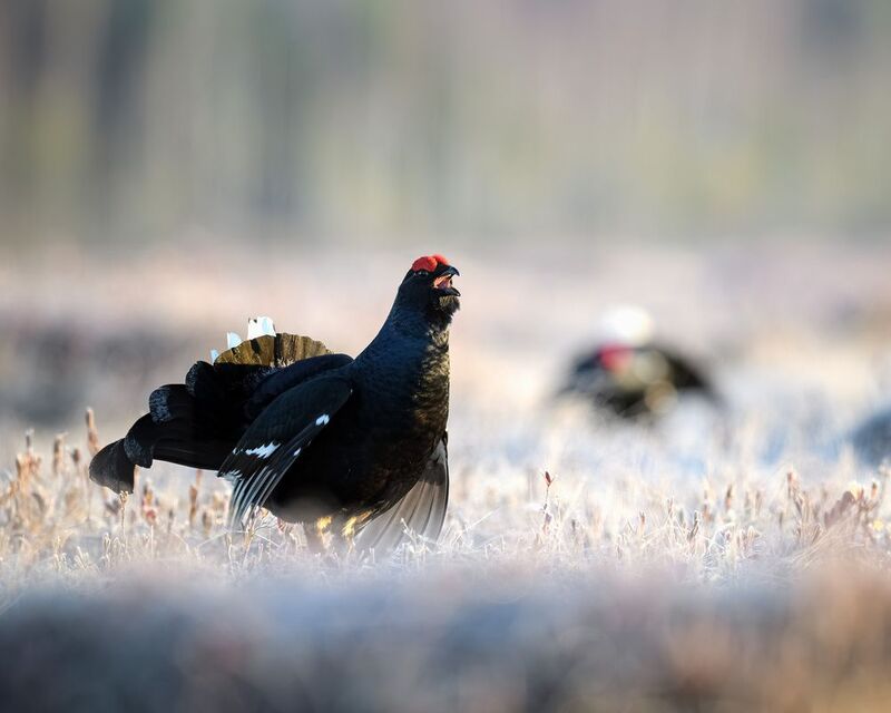 тетерев, ток, токование, птицы, болото, бердинг, бердвотчинг, фотоохота, природа, birdwatching, birding, Black grouse, Courtship display Токование тетеревовphoto preview