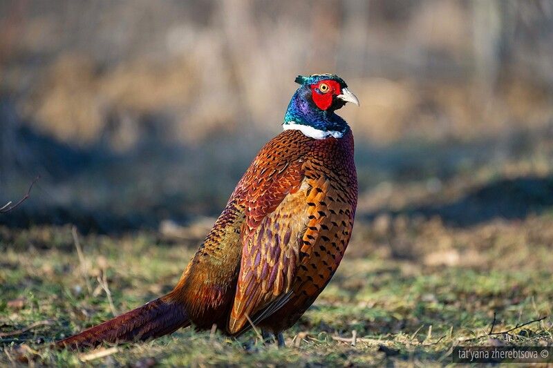 Времена года. Фазан на лесной кормушке.photo preview