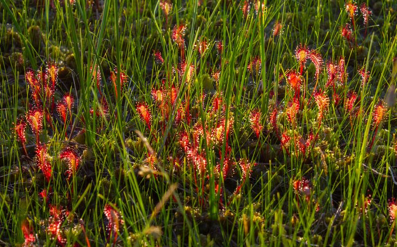 Росянкаphoto preview