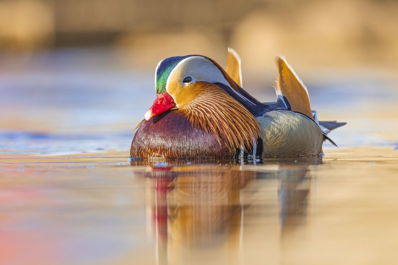 мандаринка, утка, птицы Мандаринкаphoto preview