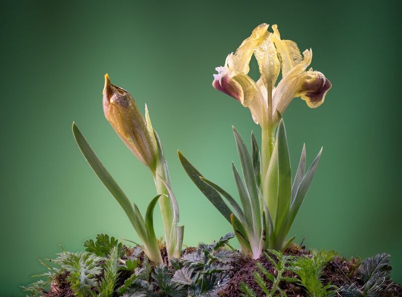 Ирисыphoto preview