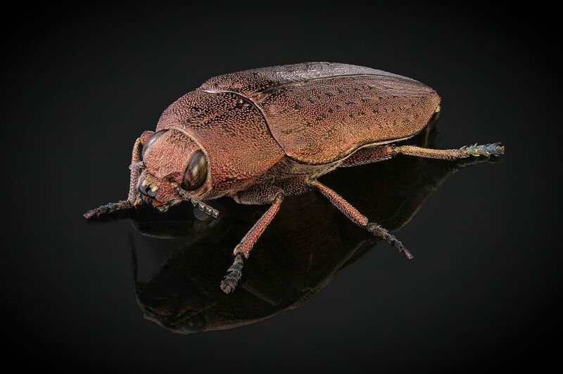 Златка (лат. Buprestidae)photo preview