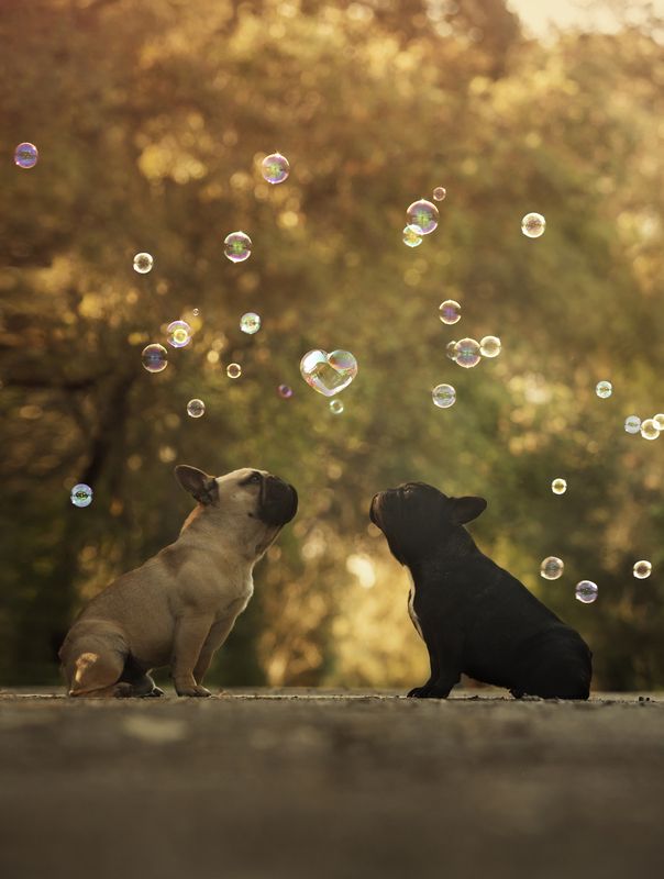 dogs,pets,golden,hour,flowers,backlight,camp,french,bulldogue,bubbles,soap,puppy,natural light,photography,portrait,warm,colors,smile,outdoor,fun,kid,friendshi,baby,p KATRINA e PAPPI фото превью