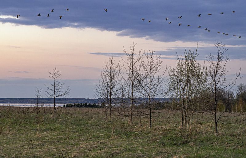 Гуси на север .photo preview