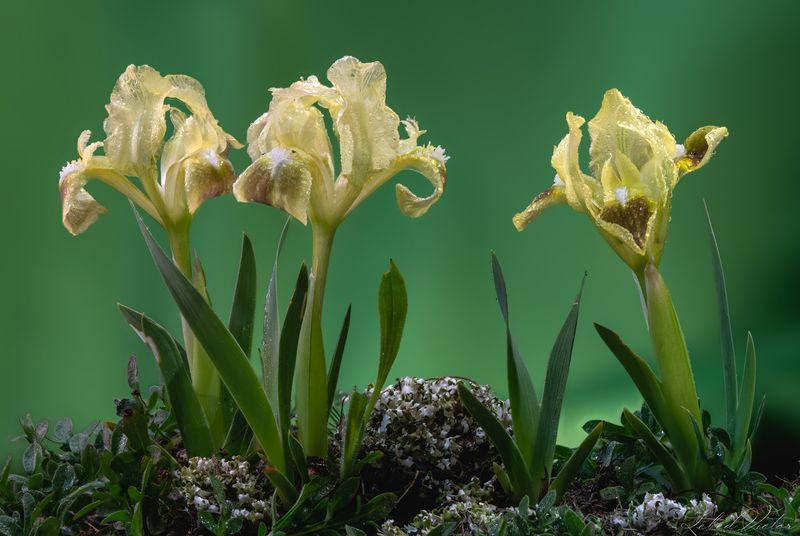 Ирисы IIphoto preview