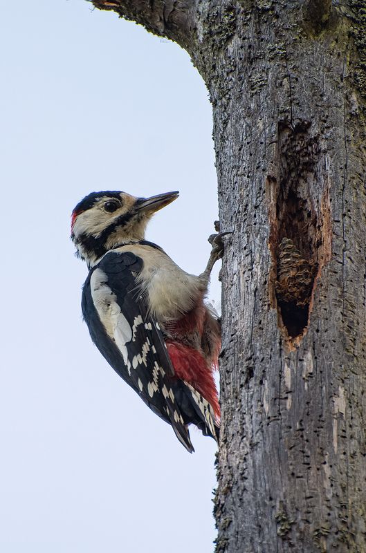 Кузнец в кузнице :)photo preview