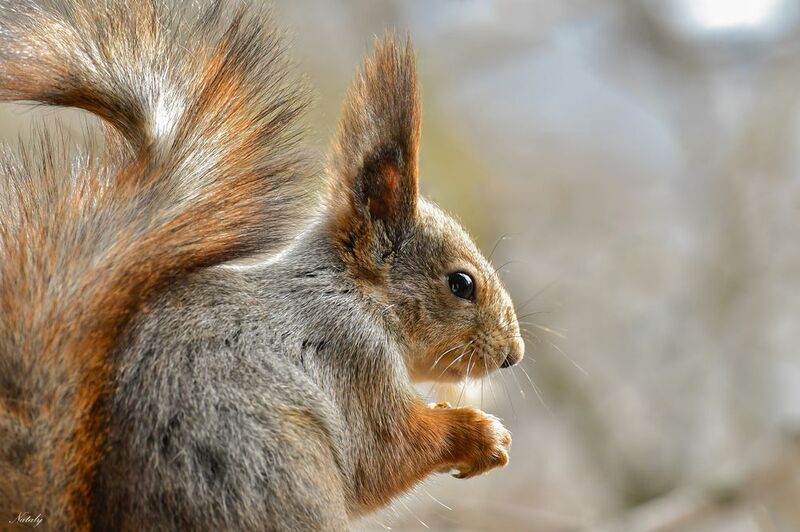 Элегантный профиль)photo preview