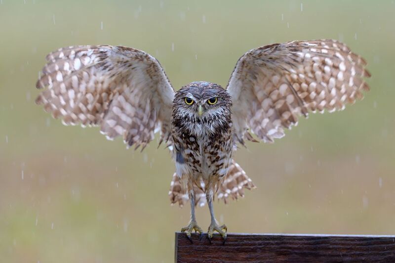 птица, фотоохота, сыч, природа, фауна На посту и в стужу и в дождьphoto preview