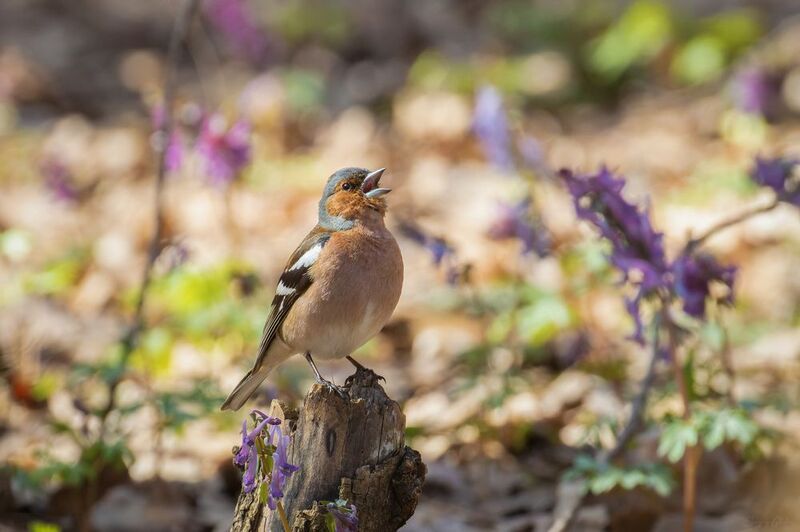зяблик, птицы, пернатые Солистphoto preview