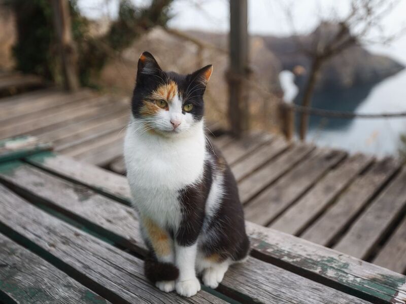 севастополь, фиолент, море, пляж. Тот кто всегда тебя ждёт. фото превью