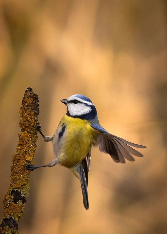 Titmousephoto preview