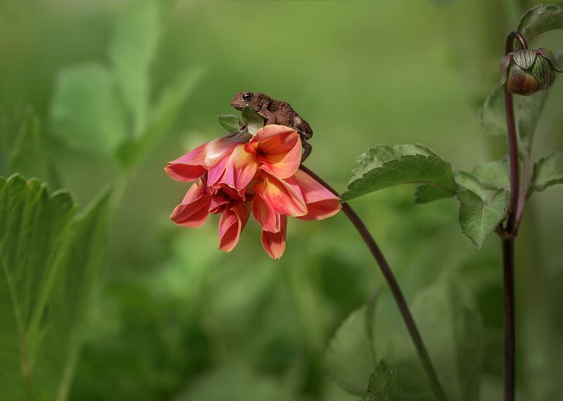 лягушка, георгина, макро, macro Наблюдательный пунктphoto preview