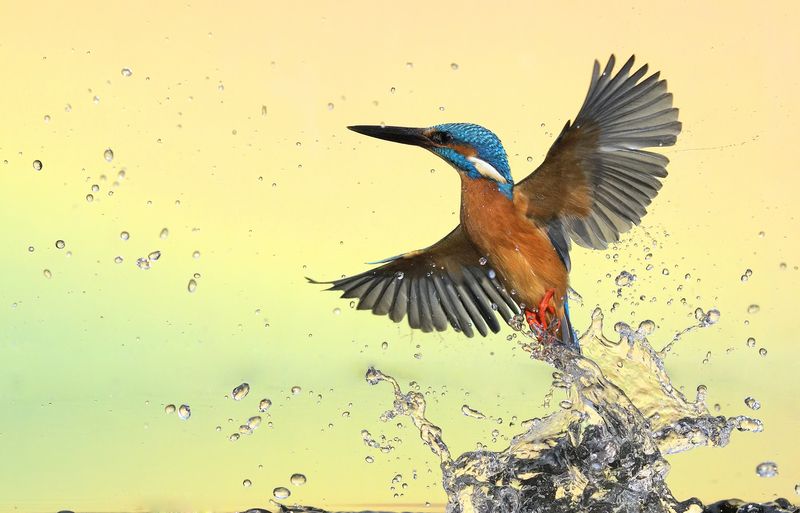 kingfisherphoto preview