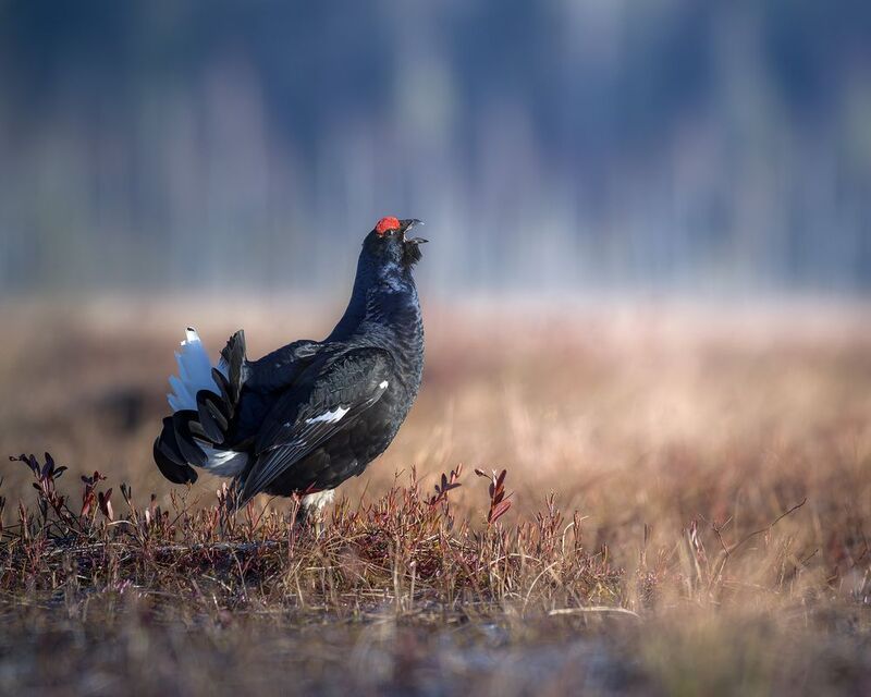 тетерев, ток, токование, птицы, болото, бердинг, бердвотчинг, фотоохота, природа, birdwatching, birding, Black grouse, Courtship display Токование тетеревовphoto preview