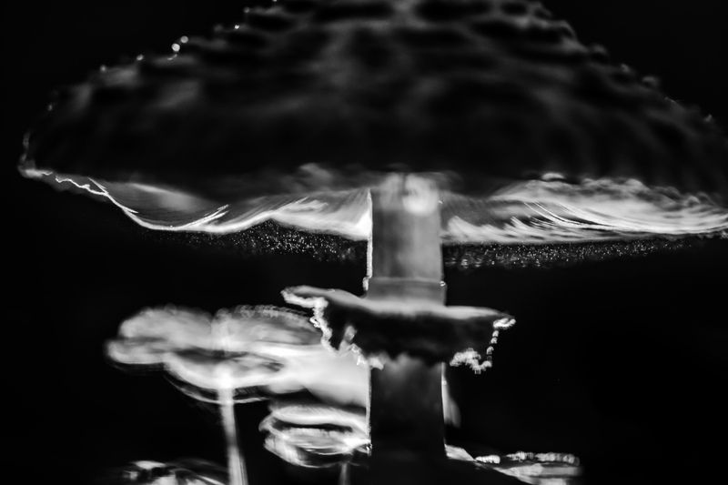 зонтик пестрый, гриб Зонтикphoto preview