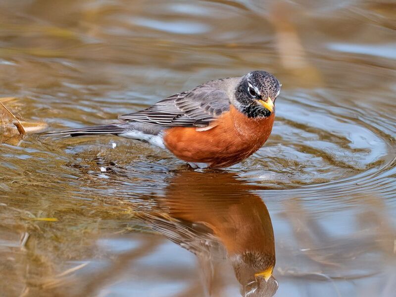 Странствующий дрозд фото превью