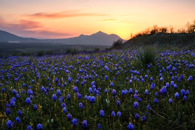 кавказ, кмв, кавказские минеральные воды, горы, весна, бештау, цветение, полевые цветы, закат Синий коверphoto preview