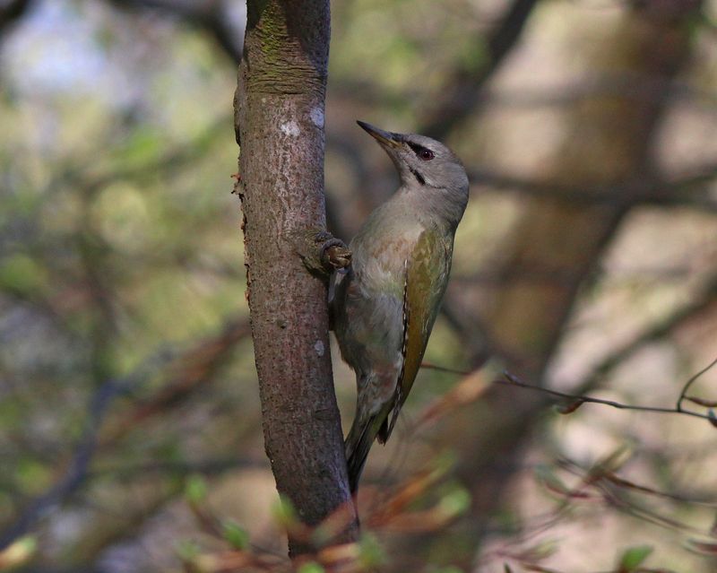 седой дятел, седоголовый дятел, дятел, picus canus, grey-headed woodpecker, woodpecker Седой дятел, девочкаphoto preview