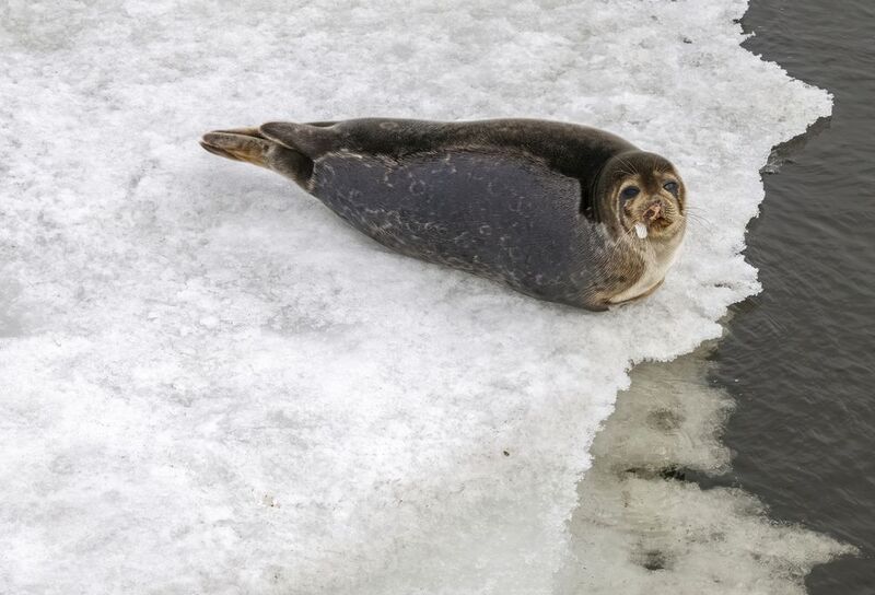 тюлень северодвинск северная двина Тюлень в Северодвинскеphoto preview