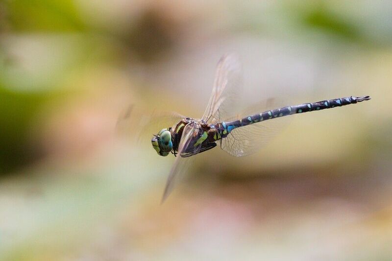 стрекоза дозорщик полет сентябрь На  фоне уходящего лета фото превью
