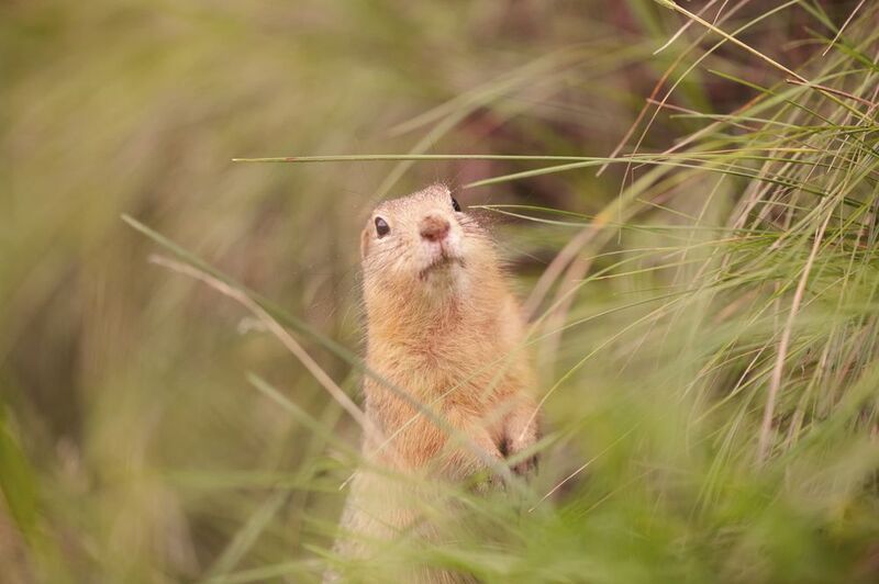 суслик, татшев парк, красноярск Мечтая о вечномphoto preview