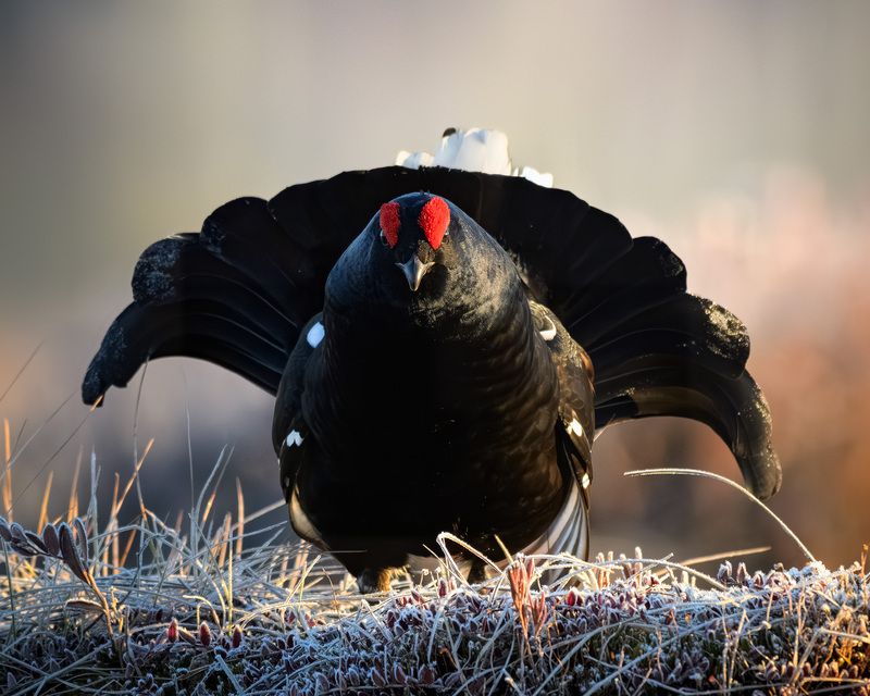 тетерев, ток, токование, птицы, болото, бердинг, бердвотчинг, фотоохота, природа, birdwatching, birding, Black grouse, Courtship display Токование тетеревовphoto preview