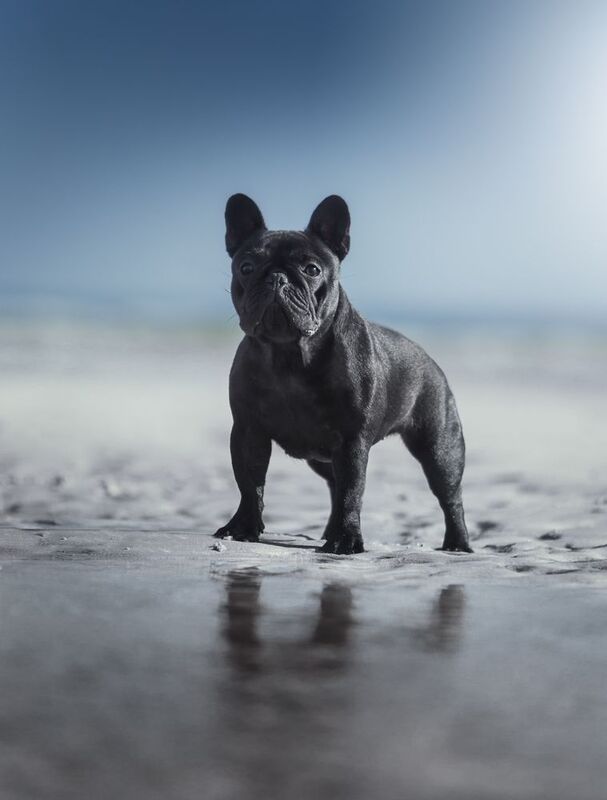 french,bulldogue,dogs,pets,warm,colors,beach,summer,portrait,fun,love,photography,friendship,water,sand,outdoors,portugal,animal Petra фото превью