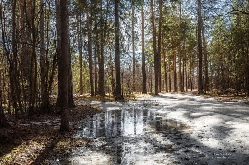 весна, лес, пейзаж, весенний пейзаж Весенний этюд фото превью