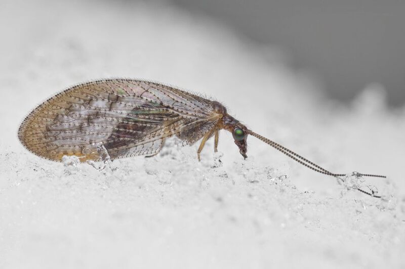 Pearl wing in the snowphoto preview