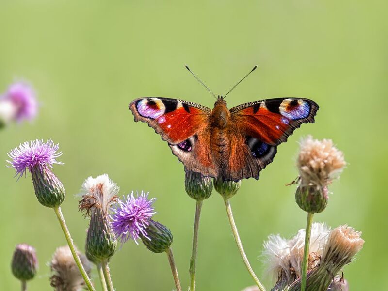 бабочка, павлинийглаз, Павлиний глаз. фото превью