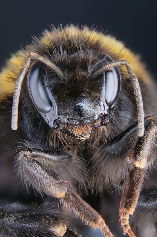 Шмельphoto preview