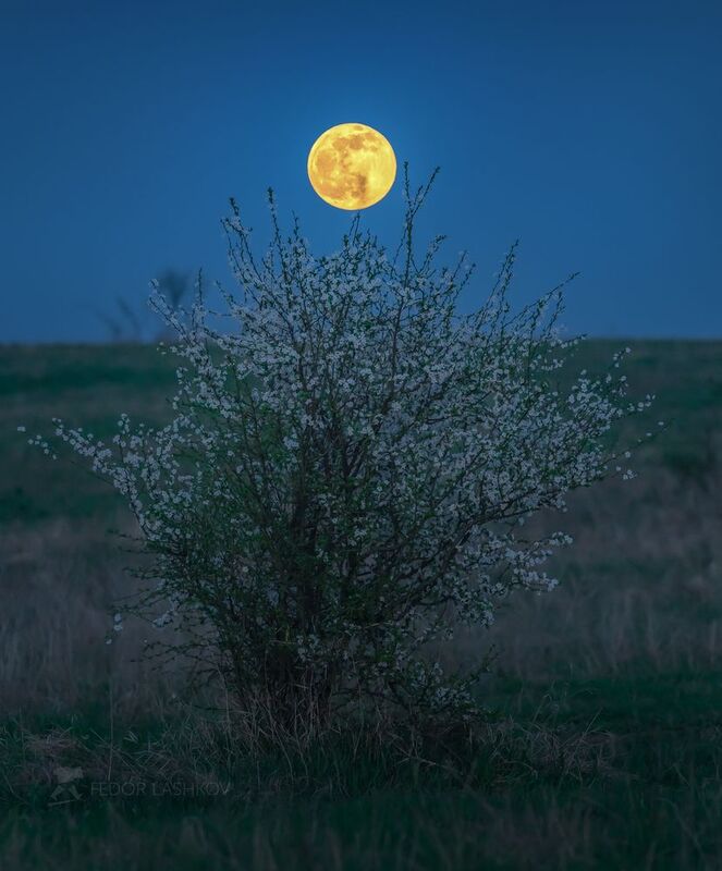 ставропольский край, ставрополье, луна, полнолунье, весна, весенний, вечер, алыча, цветущее дерево, цветение, степь, Созерцаниеphoto preview