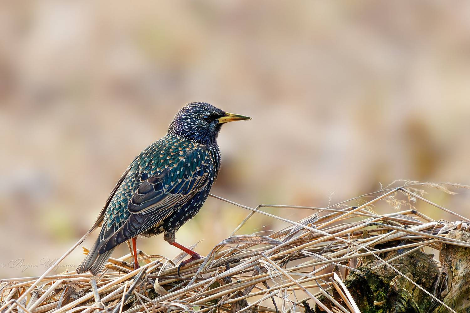 скворец, Шульгин Вадим