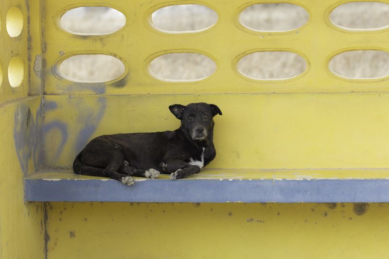 Rincon Caribbean,  Netherlandsphoto preview