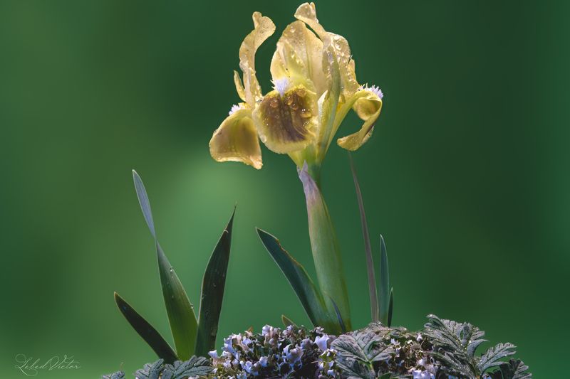 Одинокий ирисphoto preview